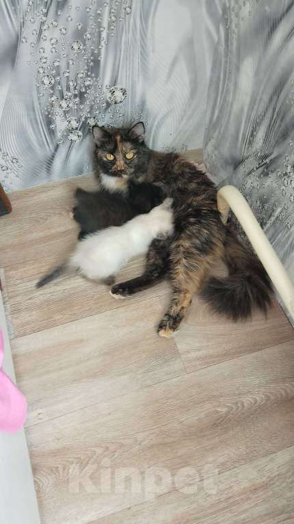 Кошки в Кемерово: Котята Девочка, Бесплатно - фото 2