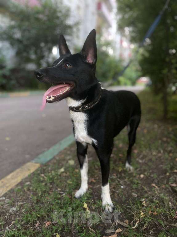 Собаки в Москве: Пес Малыш в дар на радость и счастье!)) Мальчик, Бесплатно - фото 4