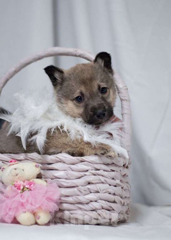 Собаки в Ногинске: Малышка Пипу в поисках дома Девочка, Бесплатно - фото 3