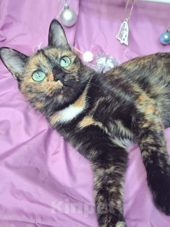 Кошки в Москве: Кошка с невероятными глазами в добрые руки  Девочка, Бесплатно - фото 4