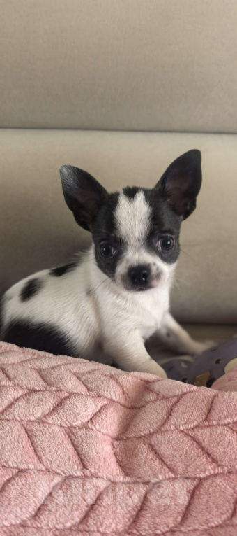 Собаки в других городах Мордовии: Щенок чихуахуа  Мальчик, 30 000 руб. - фото 4