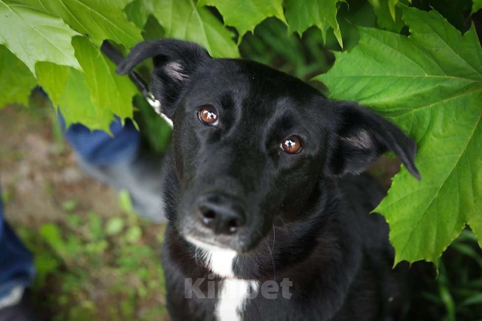 Собаки в Санкт-Петербурге: Отдам собаку бесплатно Девочка, Бесплатно - фото 6