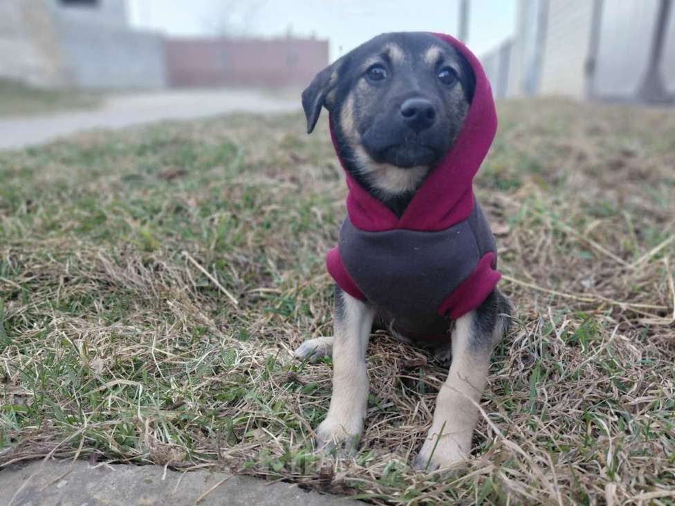 Собаки в Санкт-Петербурге: Ручной игривый щеночек ищет дом Девочка, Бесплатно - фото 5