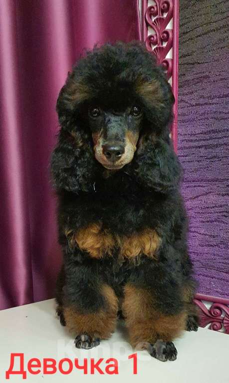 Собаки в Москве: Девчата пуделята фантомы Девочка, 130 000 руб. - фото 1