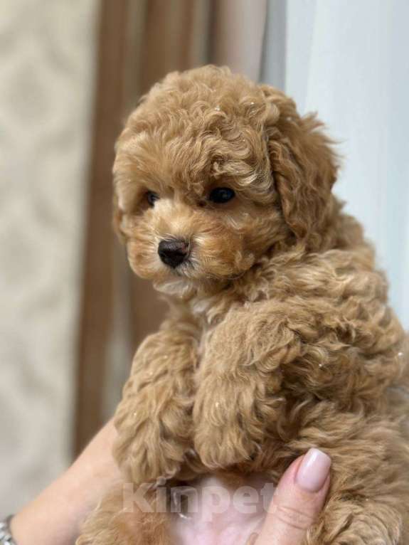 Собаки в Сочи: Щенок мини мальтипу девочка Девочка, 120 000 руб. - фото 7