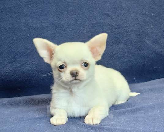 Собаки в Москве: Чихуахуа. Мальчик белый крем Мальчик, 50 000 руб. - фото 4
