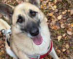 Собаки в Москве: Снежок Мальчик, Бесплатно - фото 4
