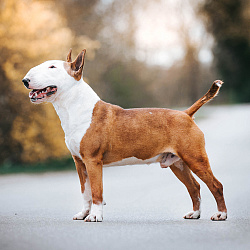 Бультерьер стандартный Бультерьер стандартный