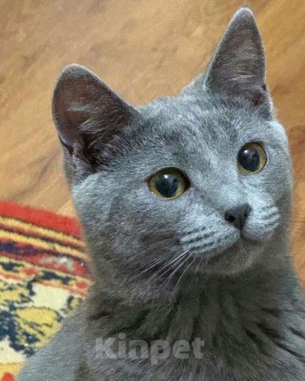 Кошки в Москве: Котенок в добрые руки Девочка, Бесплатно - фото 3