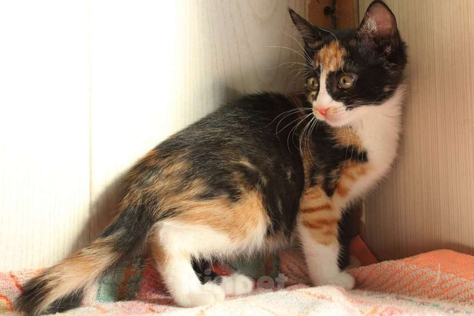 Кошки в Санкт-Петербурге: Симпатичные заводные котята Мальчик, Бесплатно - фото 6