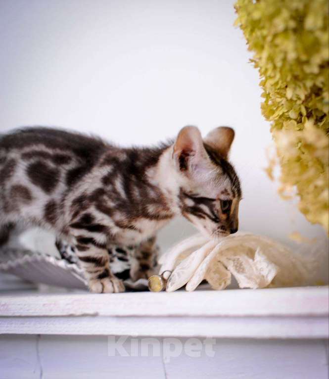 Кошки в Москве: бенгальский котенок супер-контраст Мальчик, 50 000 руб. - фото 2
