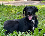 Собаки в Пушкино: Метис лабрадора мальчик  Мальчик, Бесплатно - фото 1