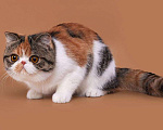 Кошки в Новосибирске: Продажа экзотической короткошерстной кошки Девочка, 35 000 руб. - фото 3
