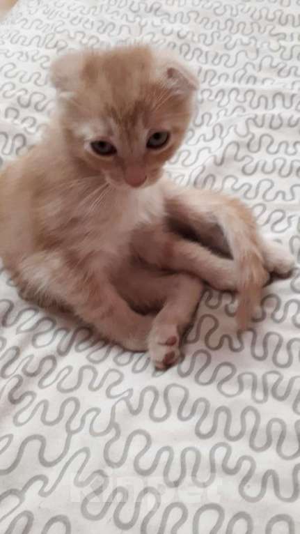 Кошки в Москве: Продаю вислоухих шотландских котят, 2 мес, приучены к лотку Мальчик, 4 000 руб. - фото 3