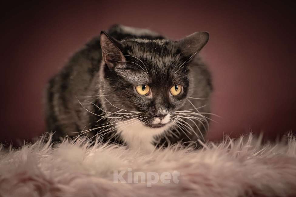 Кошки в Клине: Котюлька — очаровательная молодая кошечка Девочка, Бесплатно - фото 3