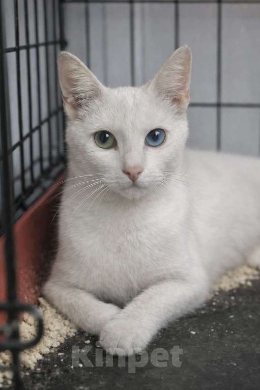 Кошки в Москве: На улицу через 3 дня Мальчик, Бесплатно - фото 1