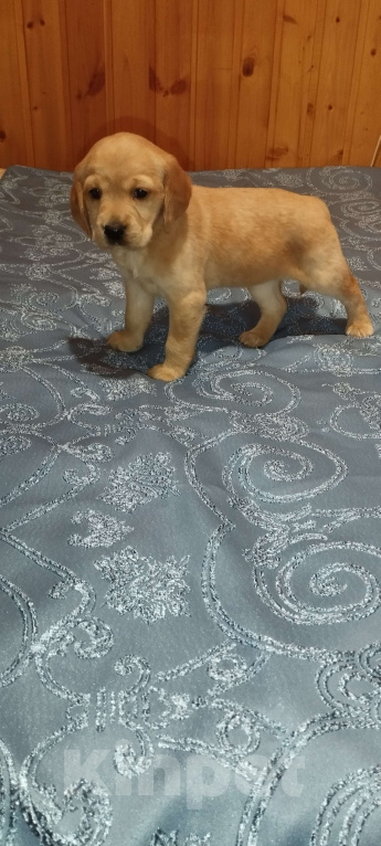 Собаки в других городах Владимирской области: Метис лабрадора и русского охотничьего спаниеля  Девочка, 5 000 руб. - фото 5