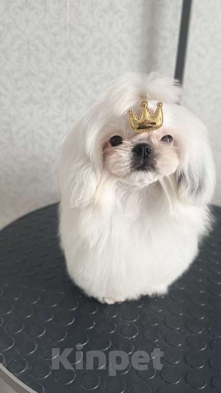 Собаки в Смоленске: Мини малыш Мальчик, 75 000 руб. - фото 2