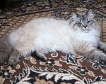 Кошки в Москве: Кошка Кенди Девочка, Бесплатно - фото 3