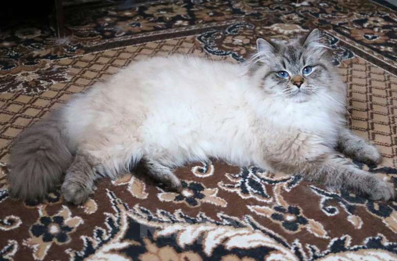 Кошки в Москве: Кошка Кенди Девочка, Бесплатно - фото 3