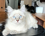Кошки в Санкт-Петербурге: Муфаса Невская Радость Мальчик, 70 000 руб. - фото 3