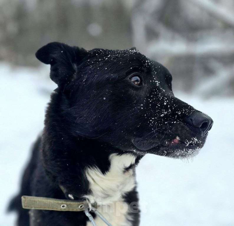 Собаки в Королеве: Щенок Джус ищет дом Мальчик, Бесплатно - фото 8