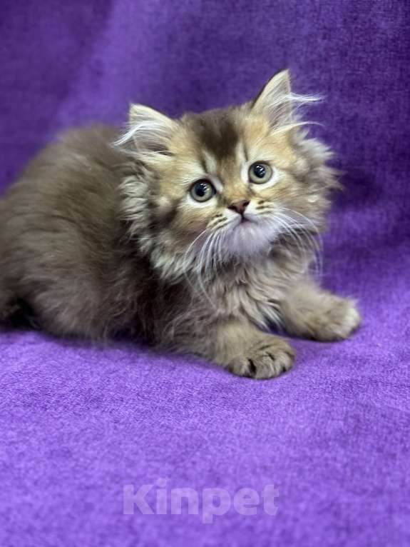 Кошки в Волгограде: Британские шоколадные котята Мальчик, 15 000 руб. - фото 3