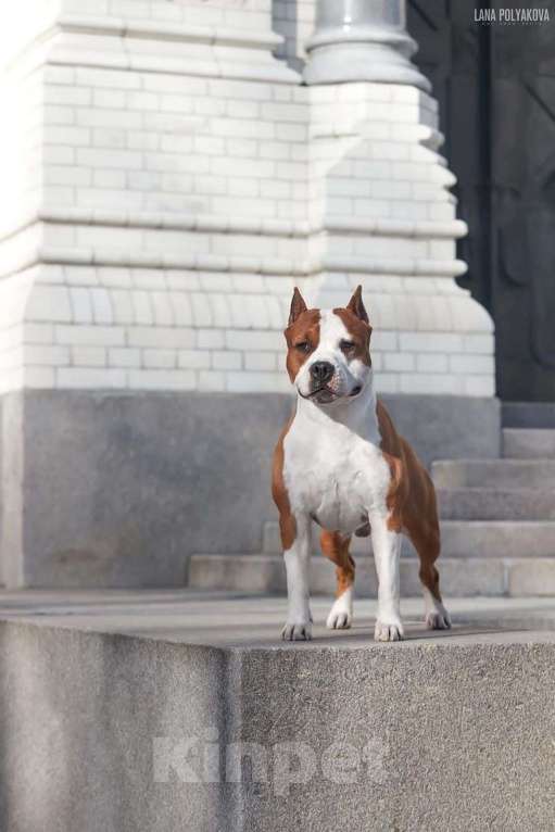 Собаки в Москве: Щенок стафордширского терьера Мальчик, 35 000 руб. - фото 5