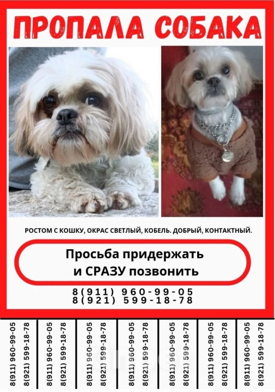 Собаки в Кировске: Потерялась собака в районе Синявино Мальчик, Бесплатно - фото 1