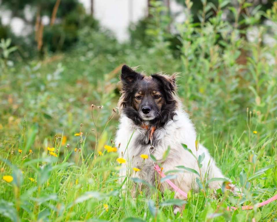 Собаки в Санкт-Петербурге: Хорошенькая диванная собачка Девочка, Бесплатно - фото 5