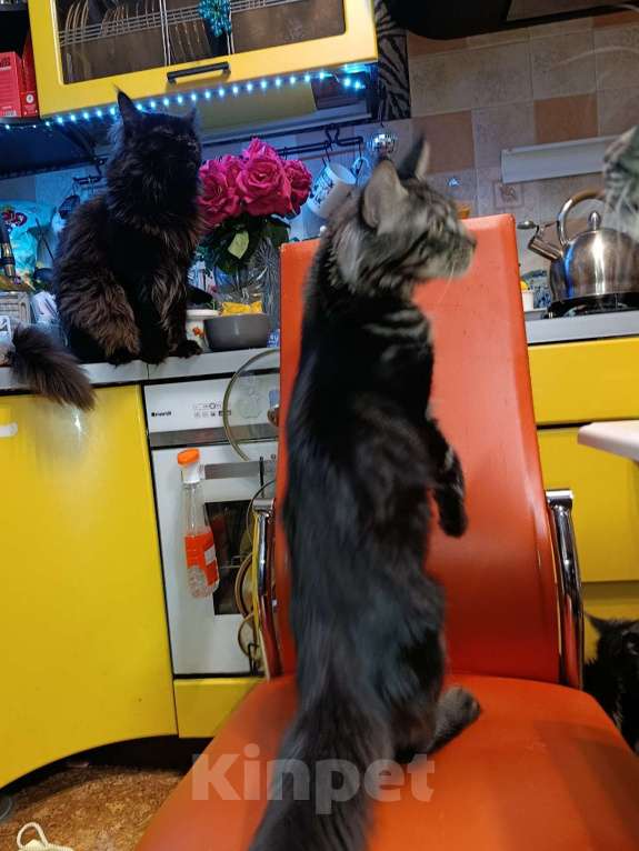 Кошки в Москве: Мальчик Мейн кун Мальчик, 25 000 руб. - фото 5