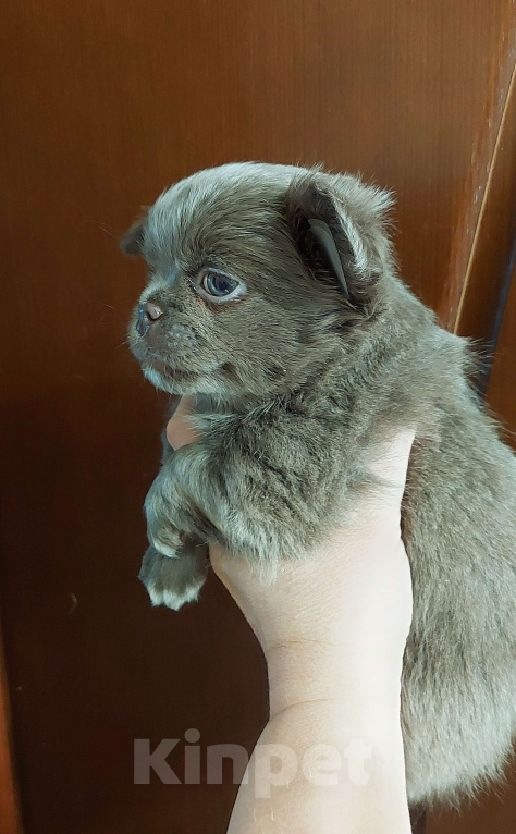 Собаки в Новосибирске: Мальчик Чихуахуа  Мальчик, Бесплатно - фото 2