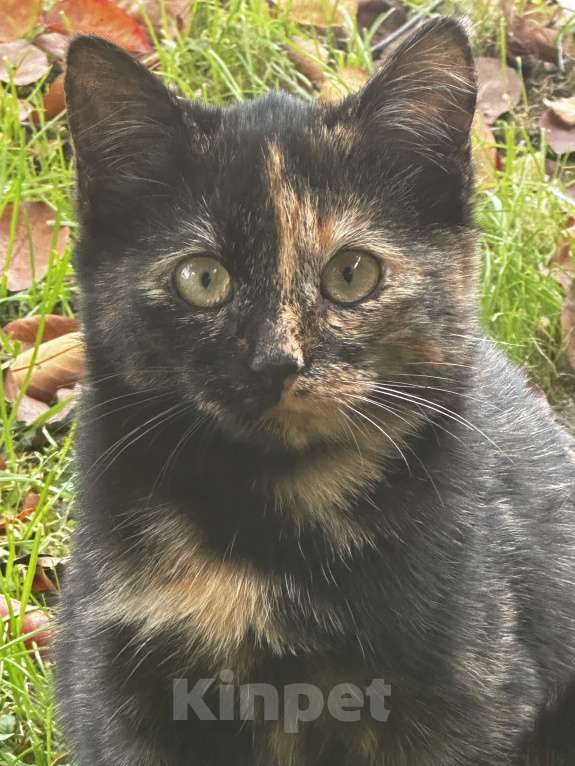 Кошки в Звенигороде: котята ищут дом Девочка, Бесплатно - фото 3