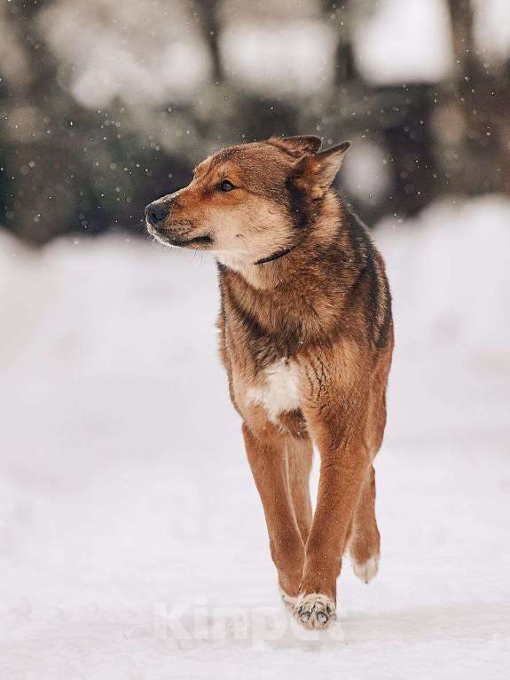 Собаки в Лосином-Петровском: Алиса якутенок Девочка, Бесплатно - фото 5