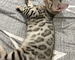 Кошки в Новоалтайске: Бенгальские котята Девочка, 40 000 руб. - фото 1