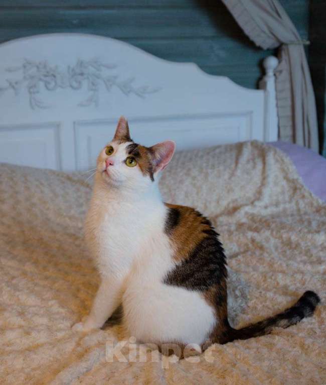 Кошки в Москве: Кото-пёс Маришка окраса калико в добрые руки Девочка, Бесплатно - фото 4