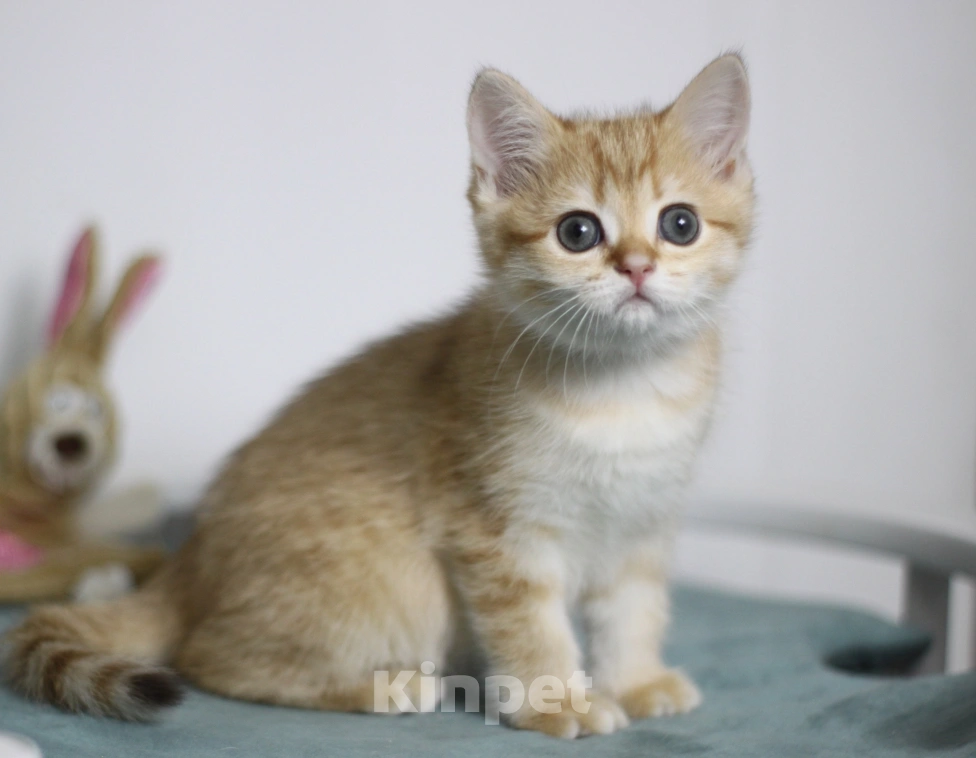 Кошки в Москве: Фисташка Девочка, 35 000 руб. - фото 2