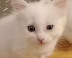 Кошки в Волгограде: Кошечка беленькая с черной челкой Девочка, Бесплатно - фото 2