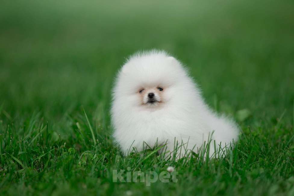 Собаки в Санкт-Петербурге: Марлекс Солар Кинг  Мальчик, 100 000 руб. - фото 5