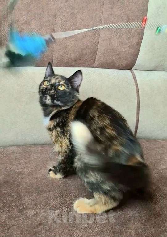 Кошки в Москве: Котёнок Торти в добрые руки  Девочка, Бесплатно - фото 4