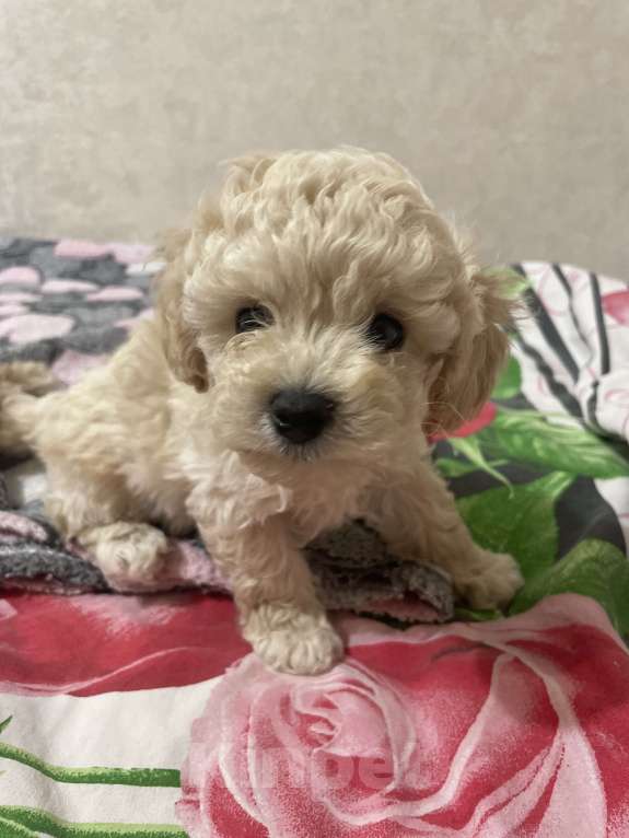 Собаки в Нижнем Новгороде: Той-пудель мальчик (светлый)  Мальчик, 50 000 руб. - фото 1