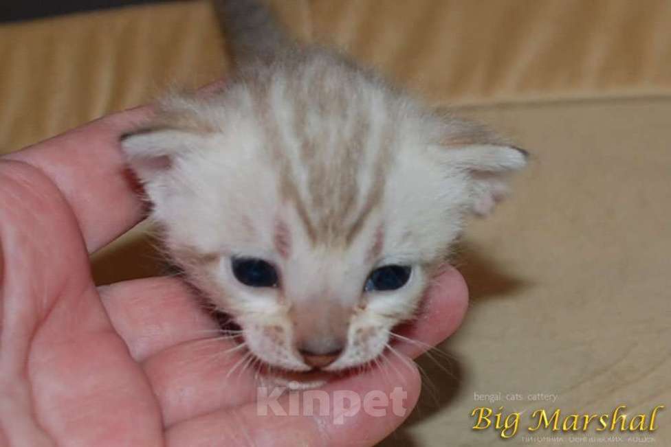 Кошки в Москве: Бенгальский котик Мальчик, 65 000 руб. - фото 1