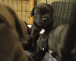 Собаки в Рязани: Щенок кане-корсо Мальчик, 35 000 руб. - фото 1