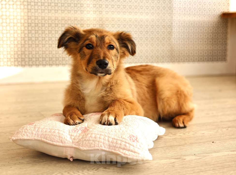 Собаки в Москве: Щенки бесплатно в Москве Девочка, Бесплатно - фото 2