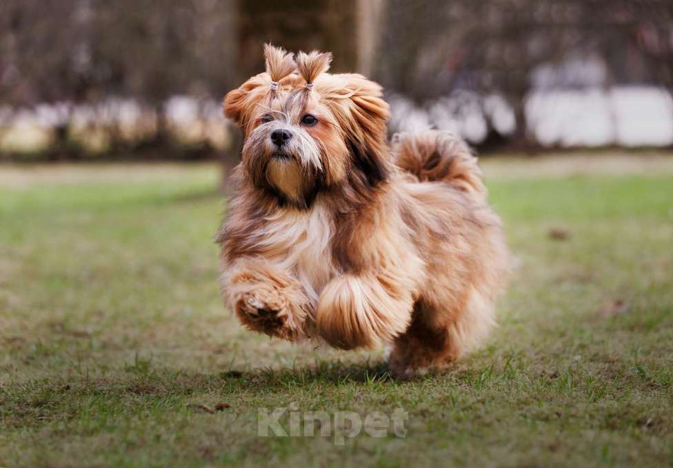 Собаки в Смоленске: Лхасский апсо щенки подрощенные кобели Мальчик, 40 000 руб. - фото 2