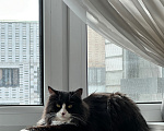 Кошки в Москве: Срочно ищем Кнопе дом Девочка, Бесплатно - фото 2