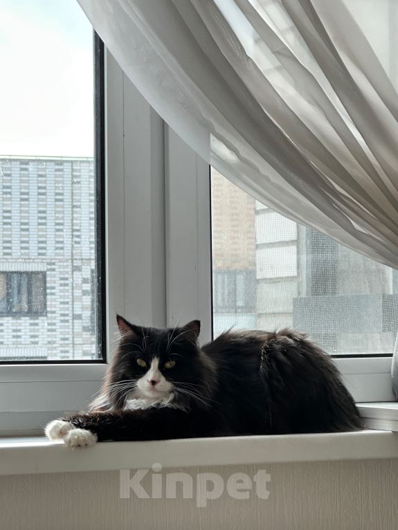 Кошки в Москве: Срочно ищем Кнопе дом Девочка, Бесплатно - фото 2