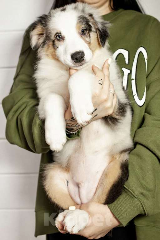 Собаки в других городах Московской области: Щенки Австралийской овчарки Девочка, 65 000 руб. - фото 2