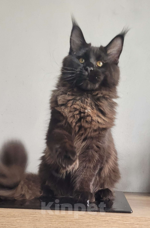Кошки в Москве: Котенок мейн-кун  Мальчик, 45 000 руб. - фото 6