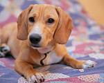 Собаки в Инкермане: Макс, Бесплатно - фото 2